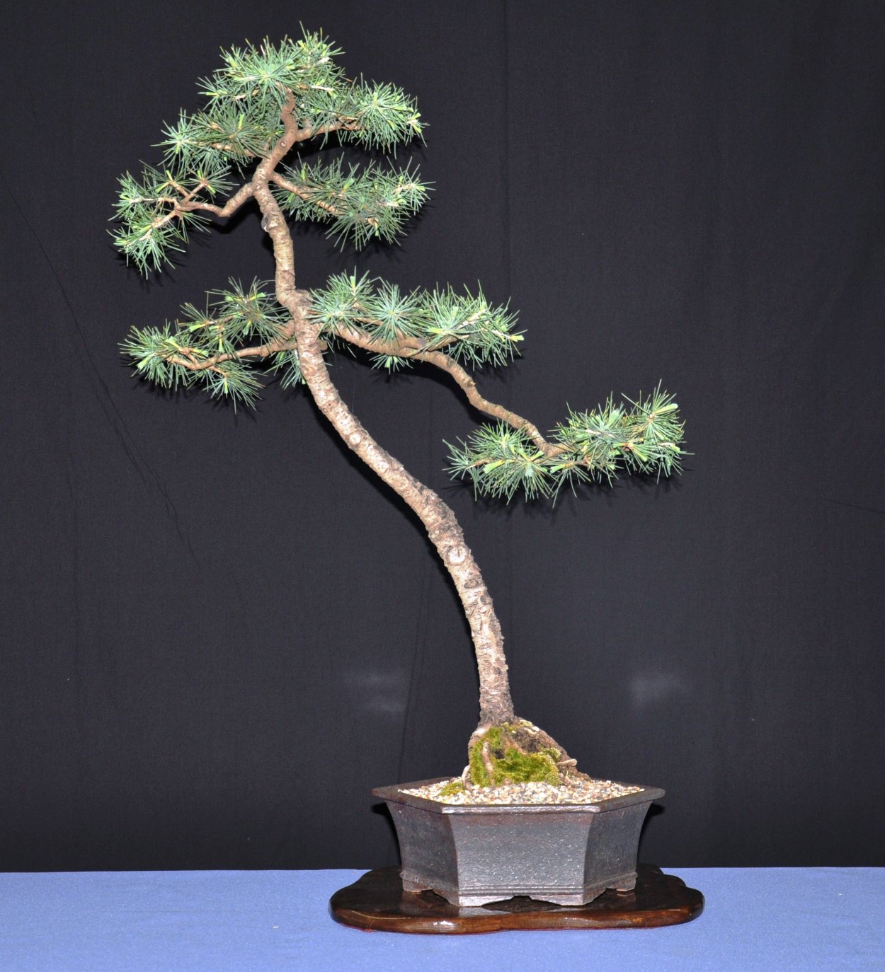 Дерево нектарин бонсай