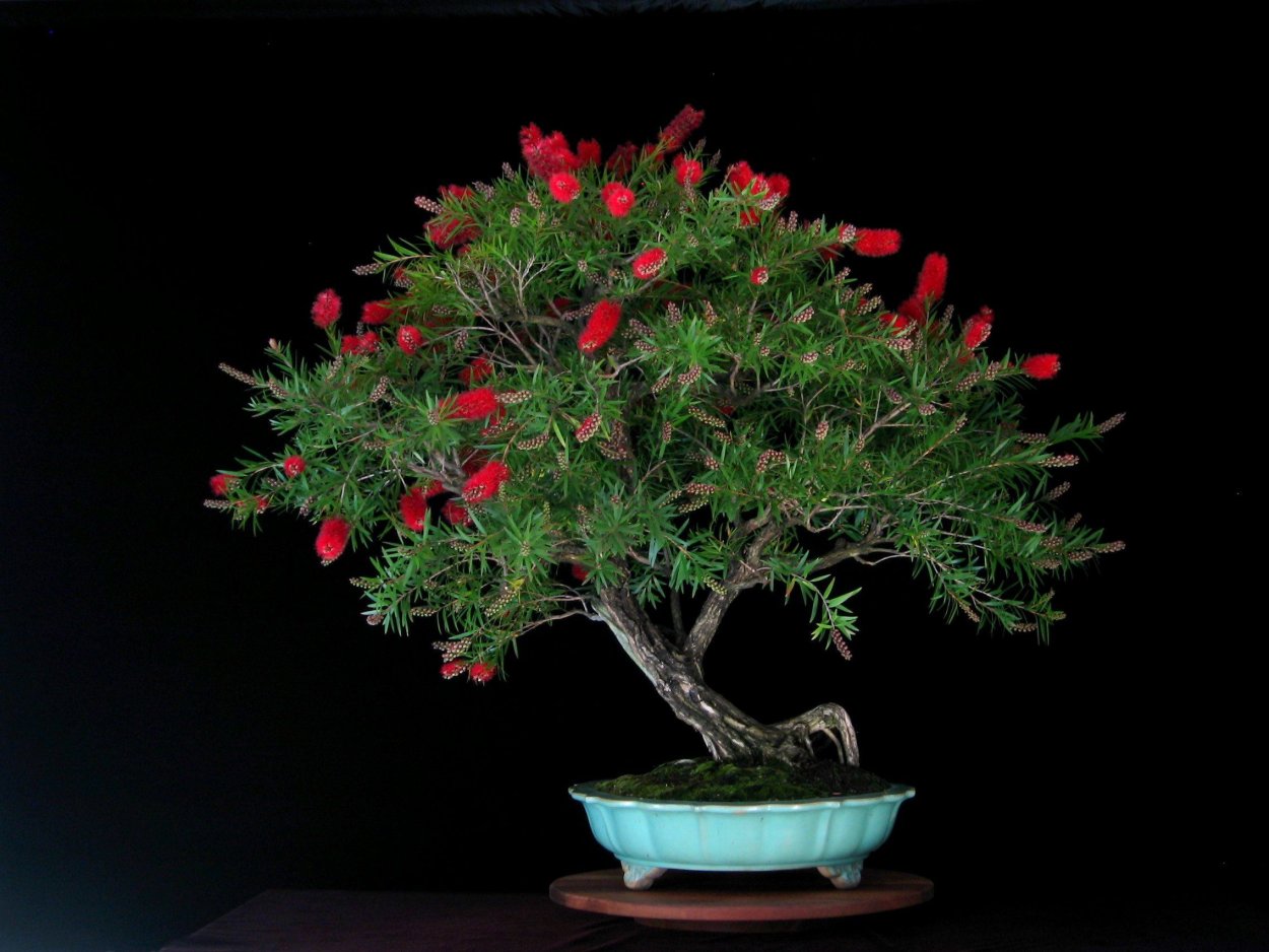 Дерево бонсай из блестящих