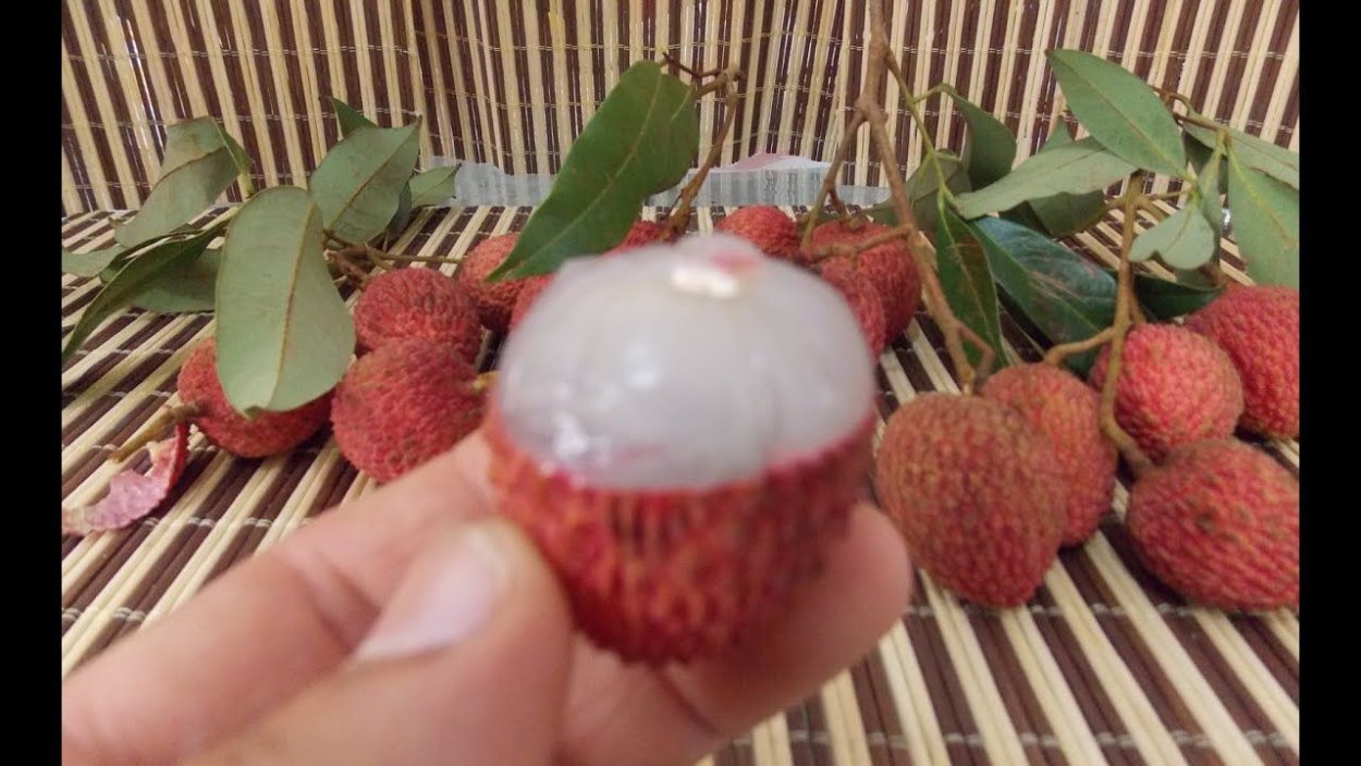 Бонсай Индор