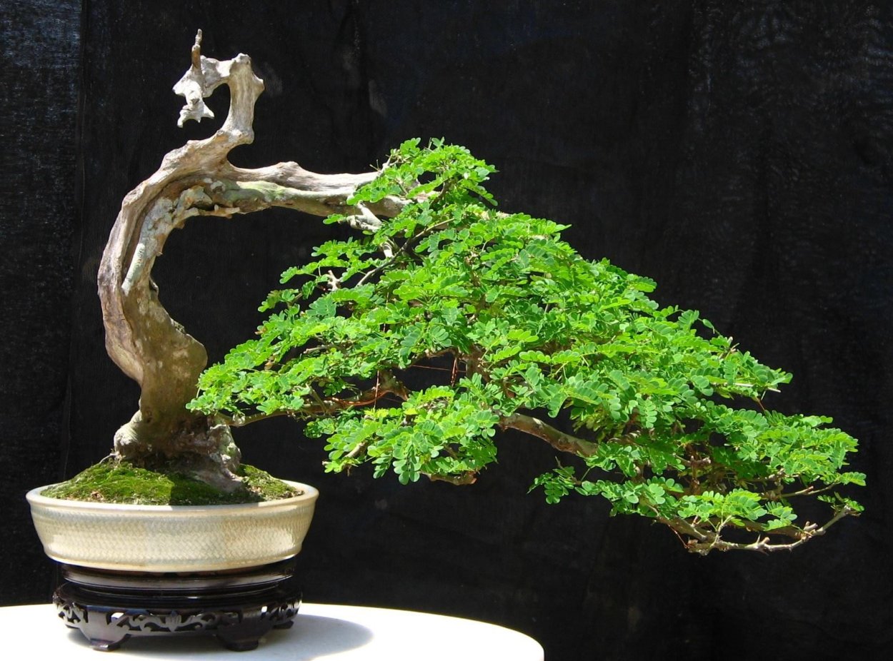 Бонсай из личи