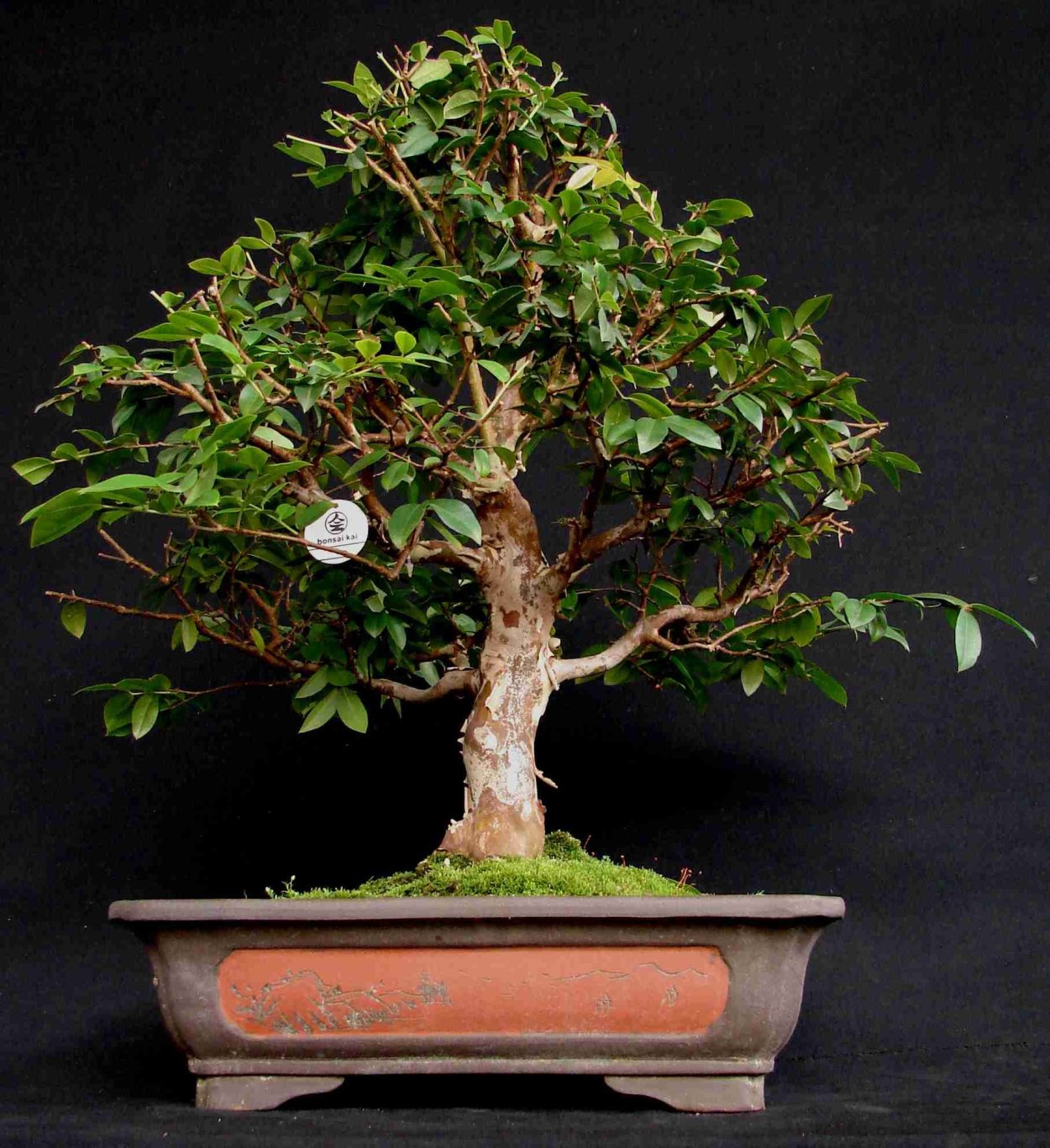 Монастыри Риндзай бонсай