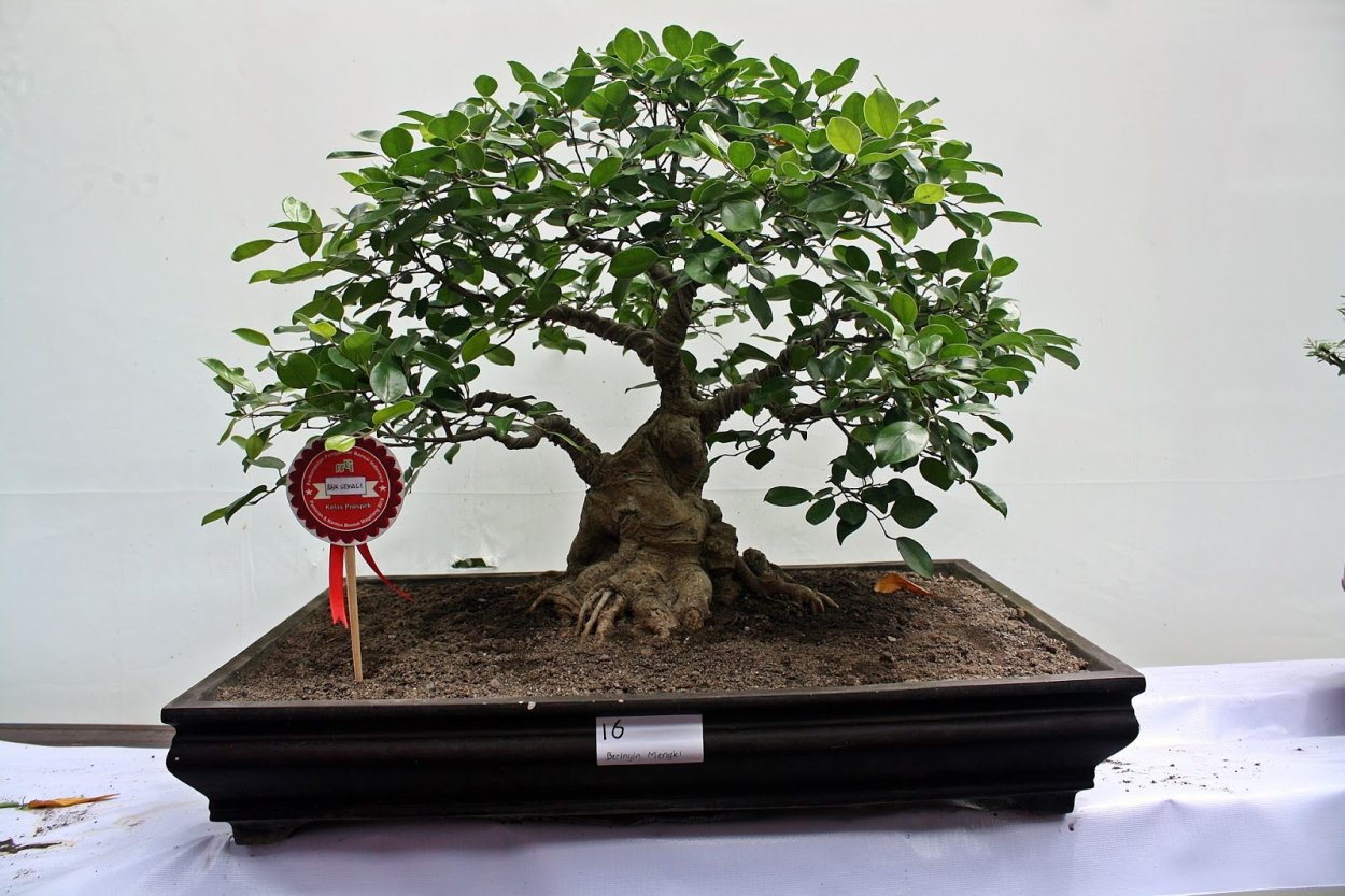 Bonsai Tree grow