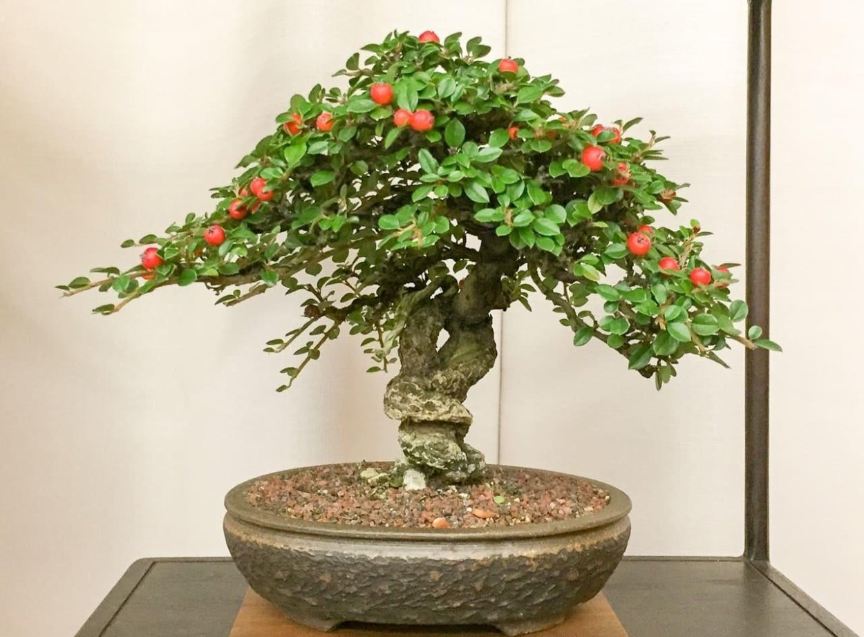 Кизильник бонсай