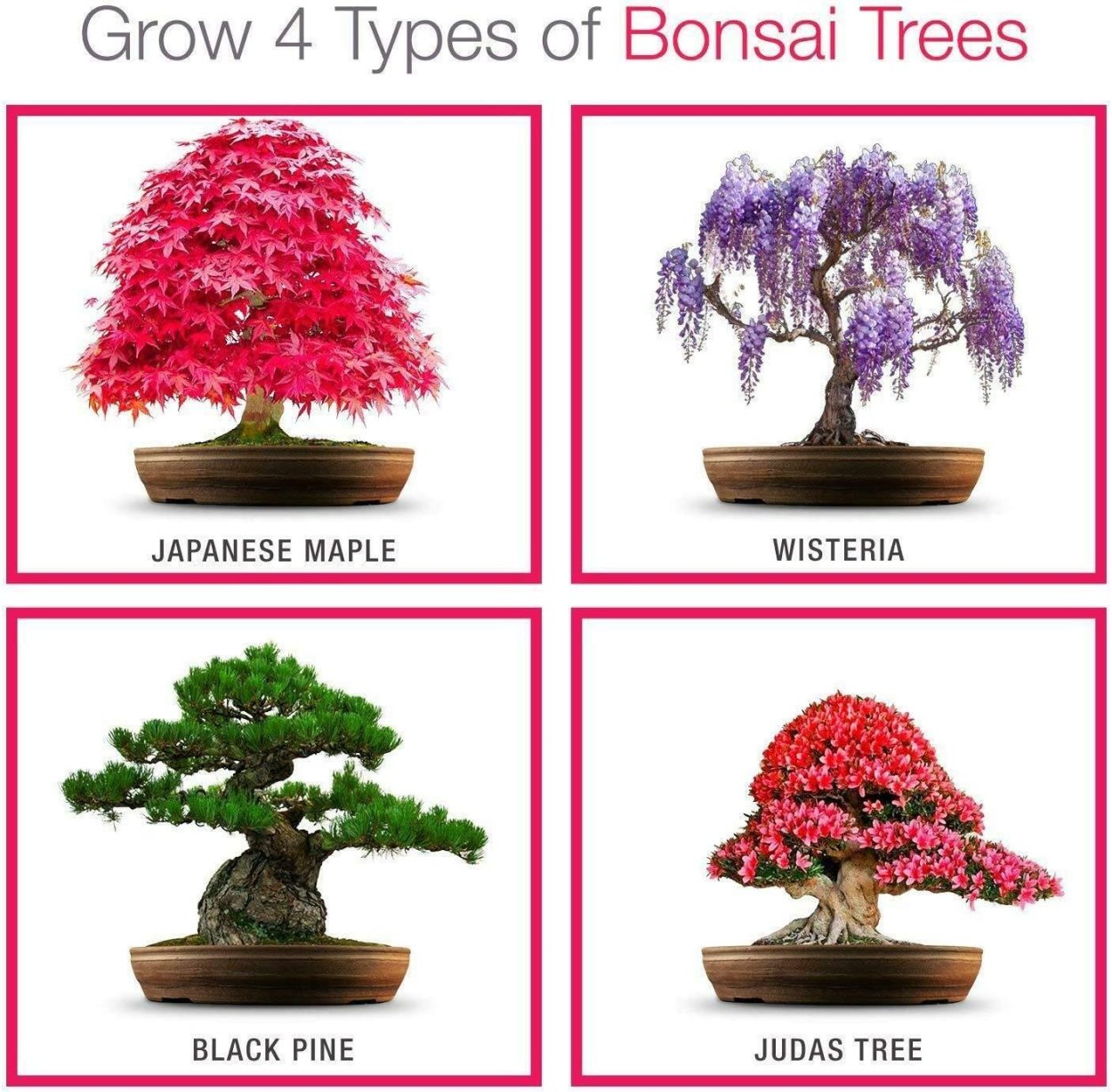 Садик бонсай настольный