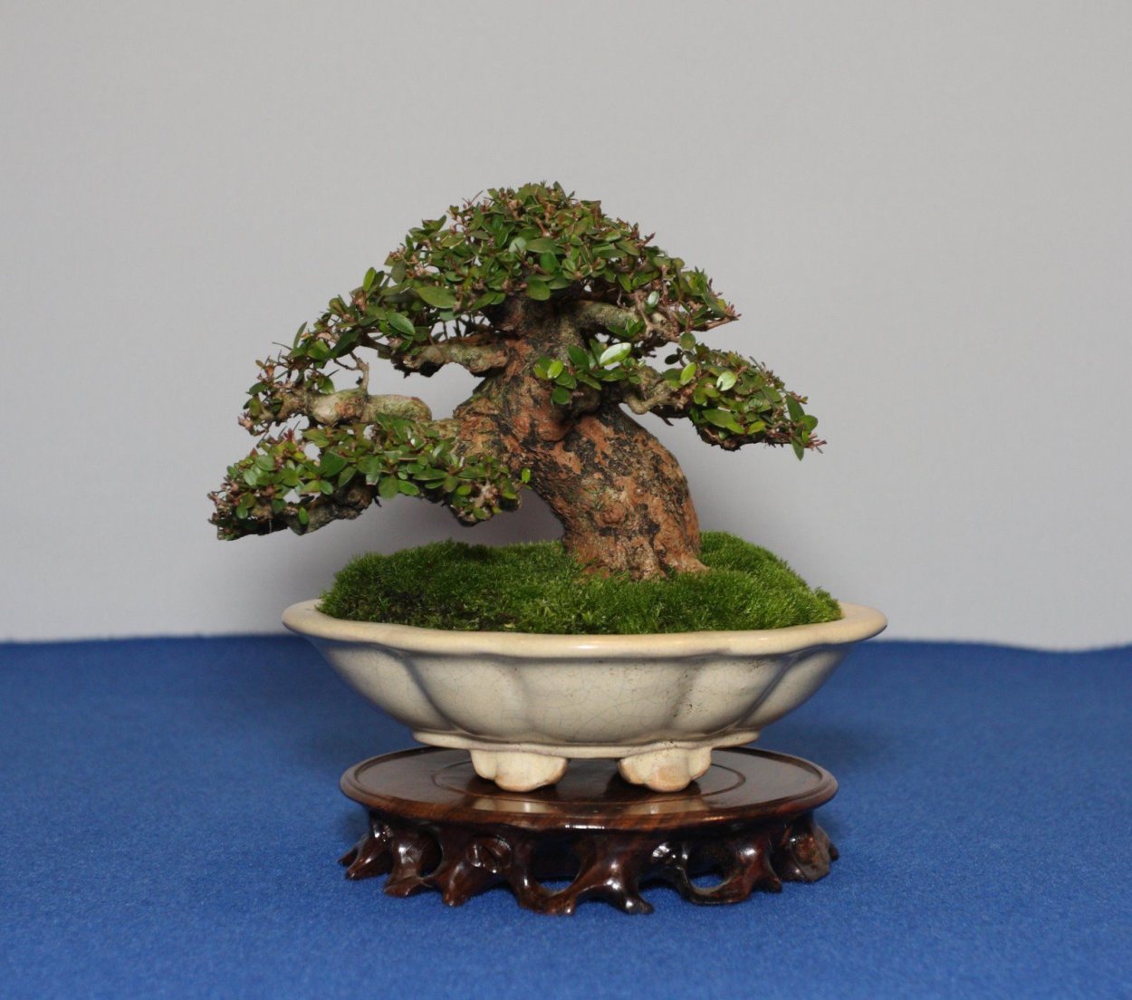 Тис каменный бонсай