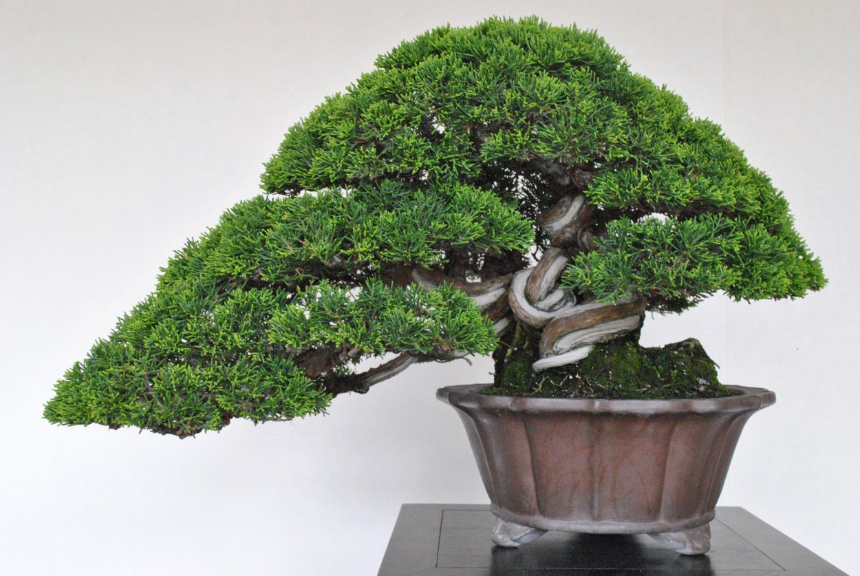 Бонсай Шахин