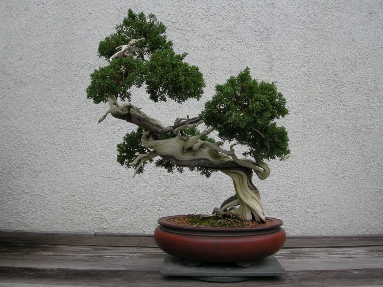 Бонсай Malus Halliana