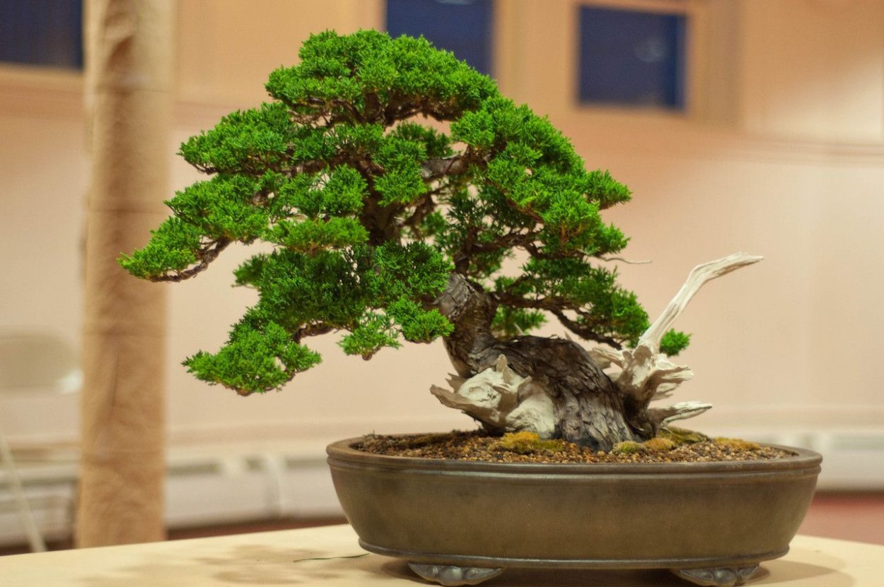 Prunus Mume бонсай