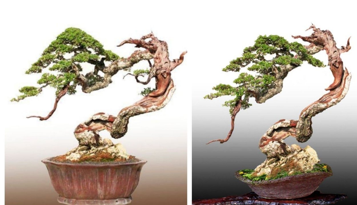 Бонсай Исидзуки