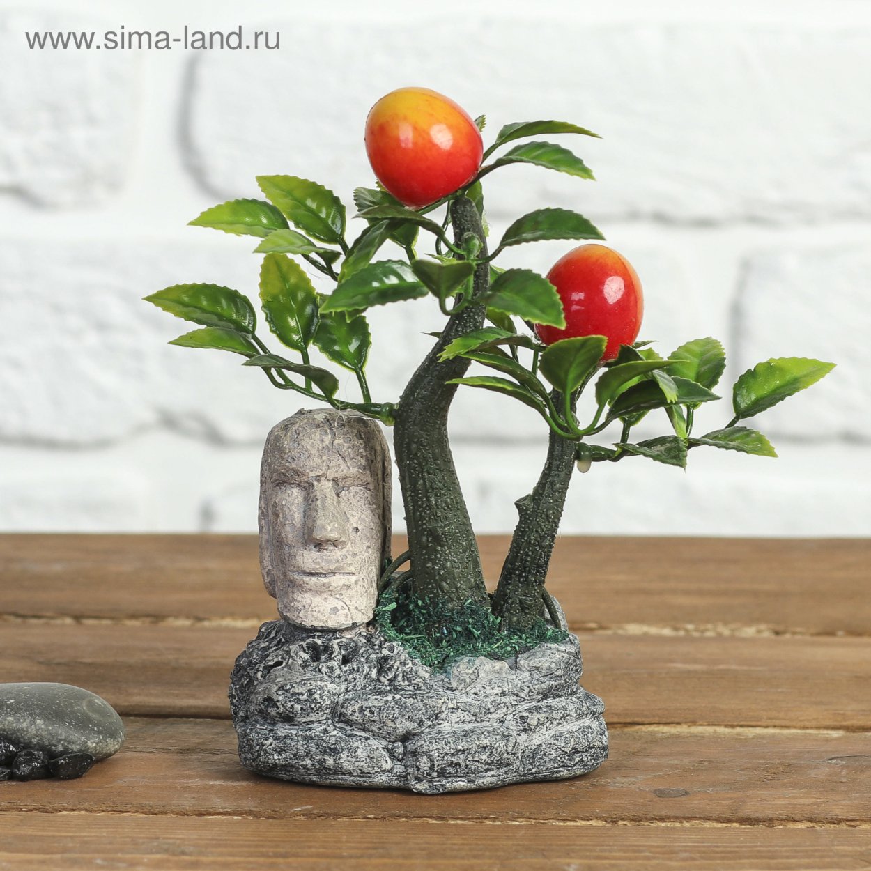 Бонсай фикус Бенджамина пестролистный