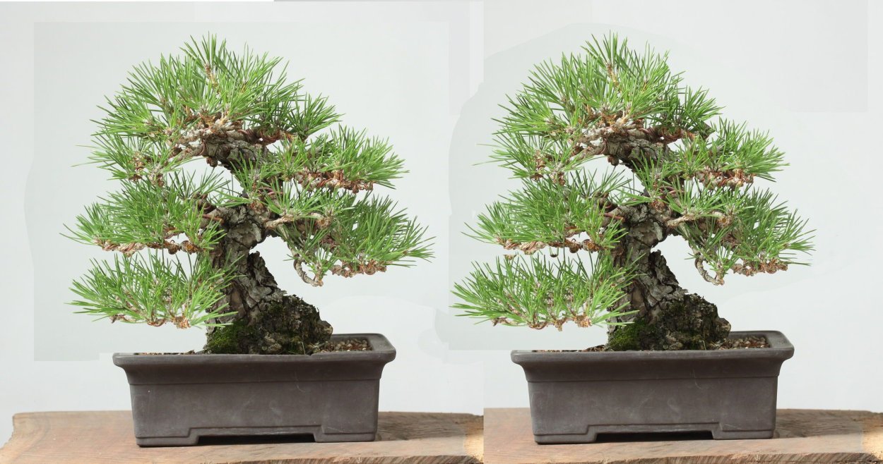 Бонсай Шишигашира