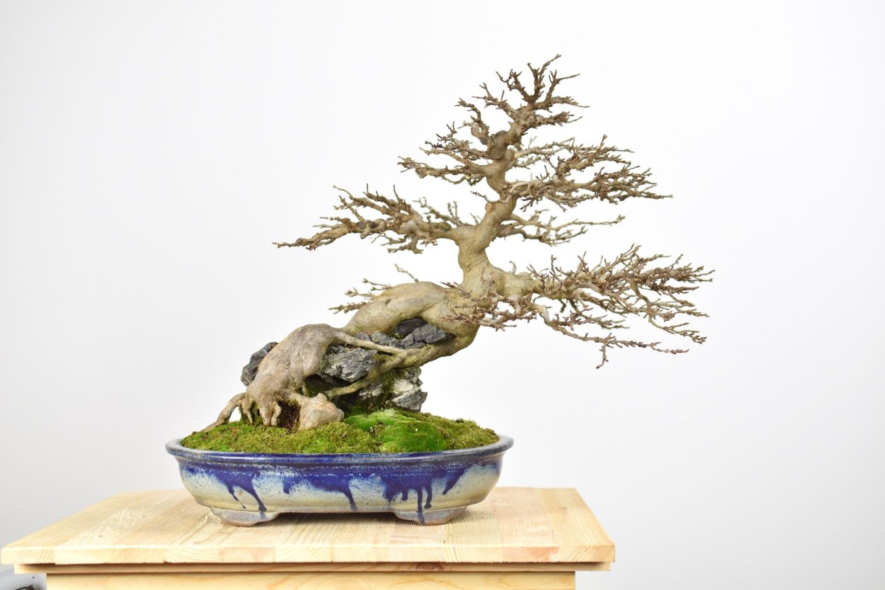 Бонсай Сакура 3д