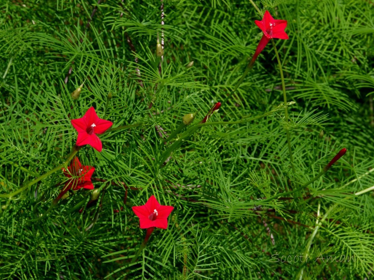 Ипомея Квамоклит перистый