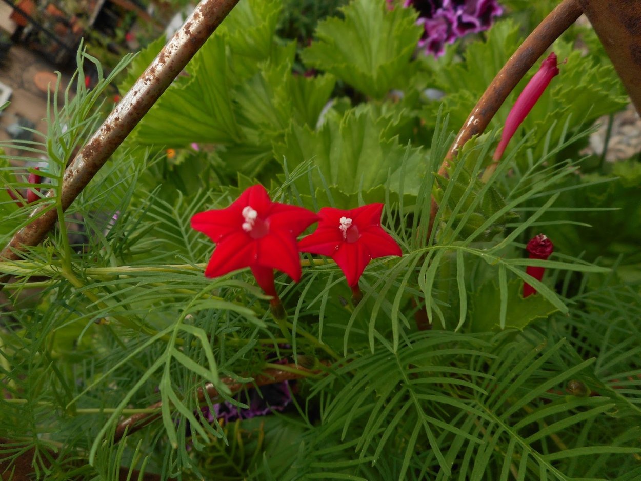 Ипомея Квамоклит Кипарисная Лиана