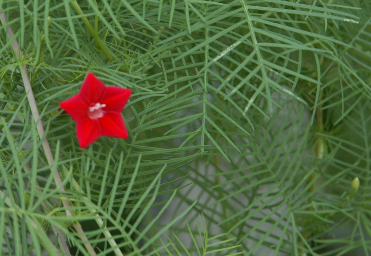 Ипомея Квамоклит Росток