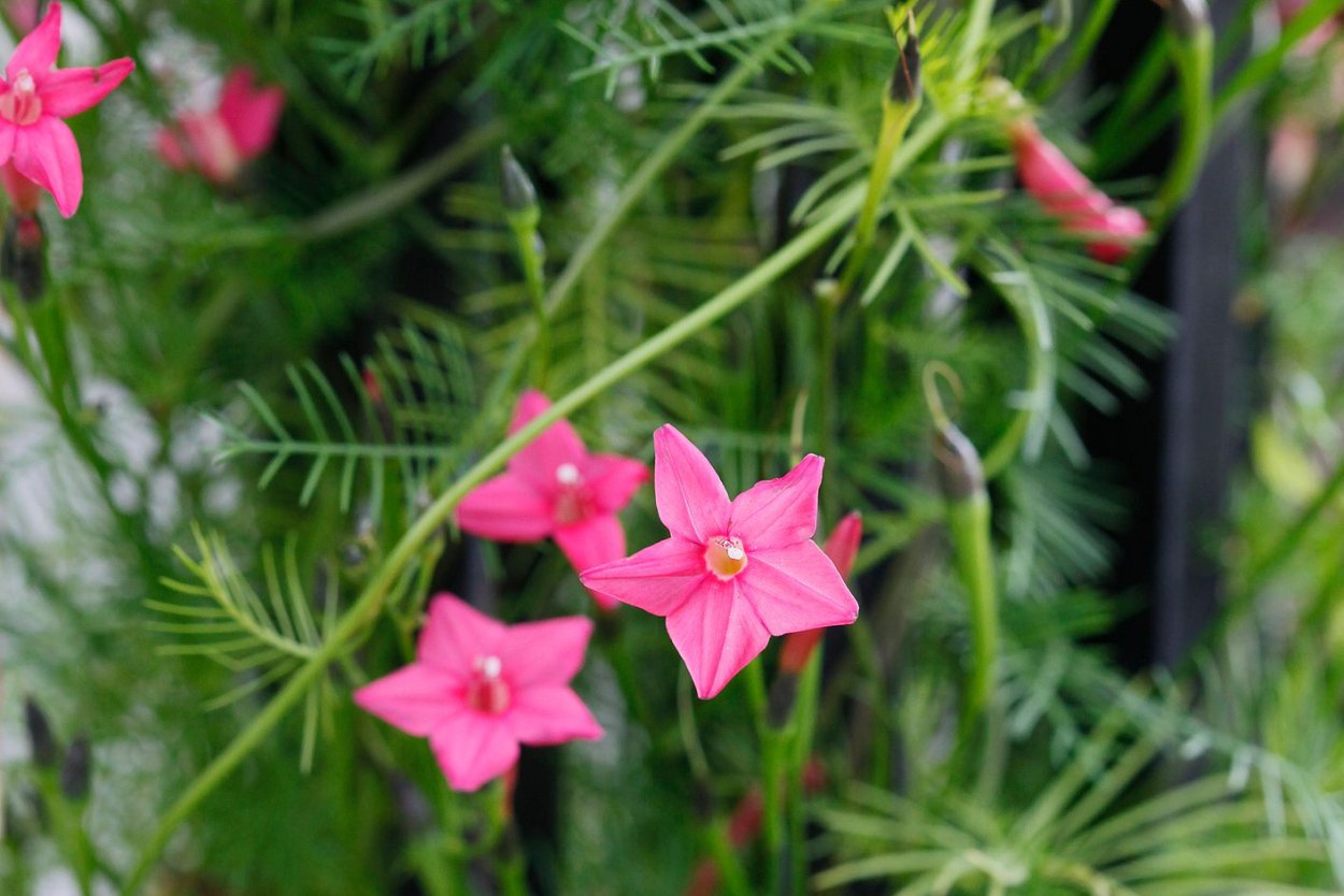 Ипомея Квамоклит рисунок