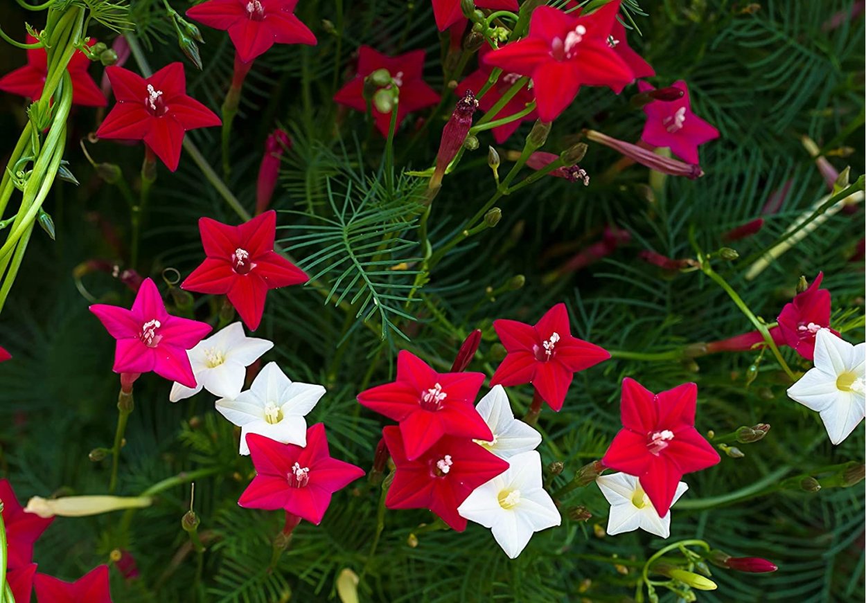 Ипомея Квамоклит перистый