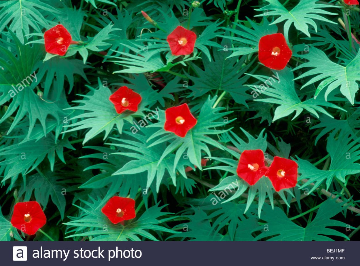 Ипомея Квамоклит семена