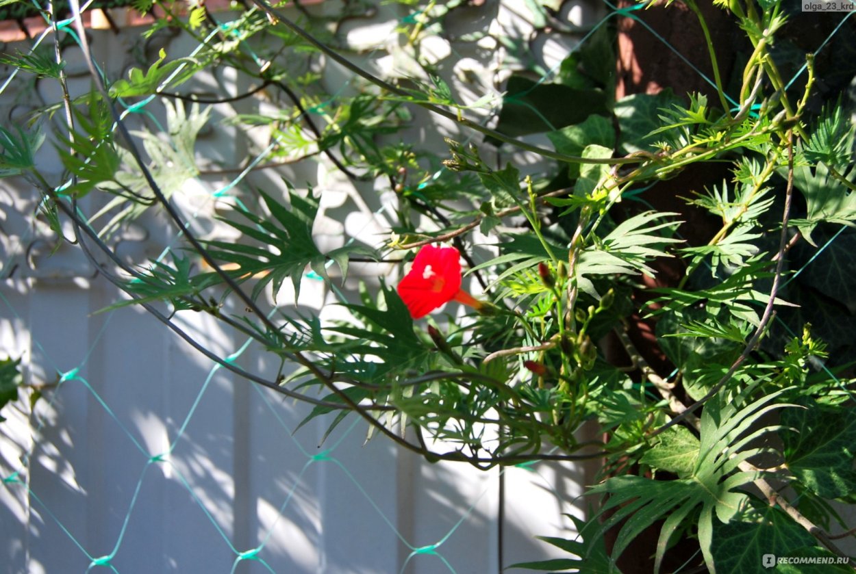 Мина Лобата