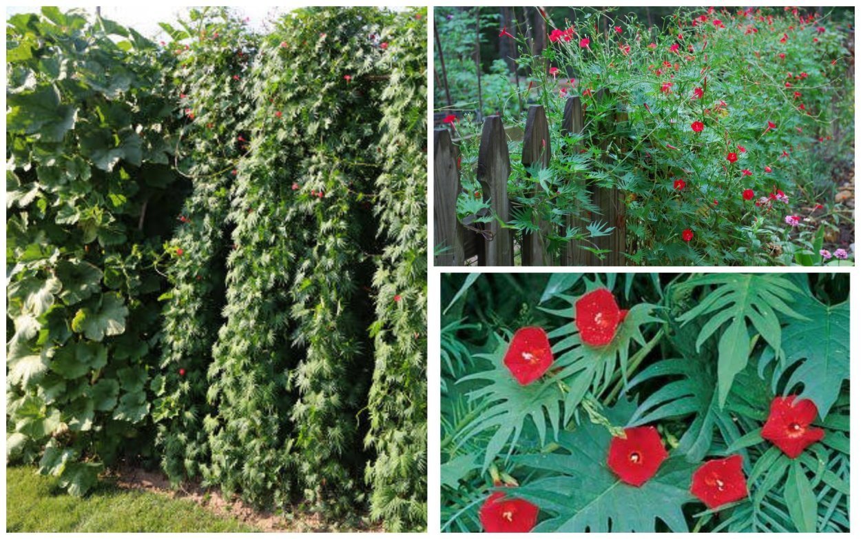 Ипомея мина Лобата