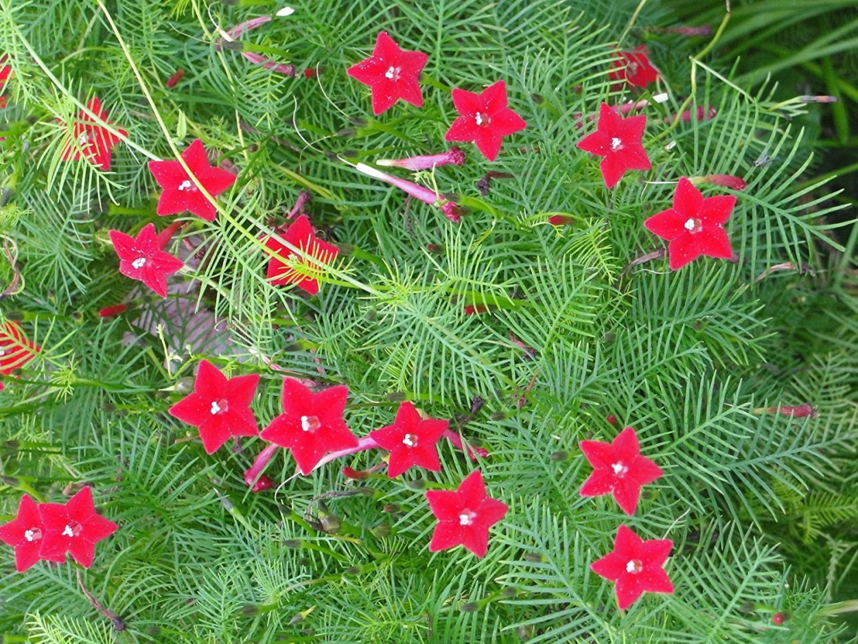 Квамоклит Лиана красная