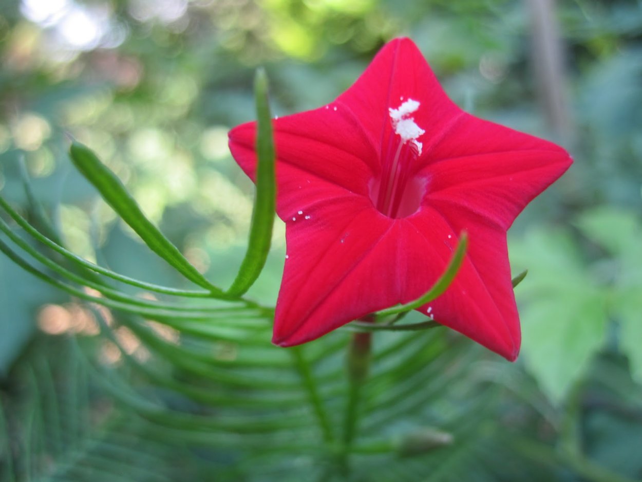 Квамоклит Лиана красная