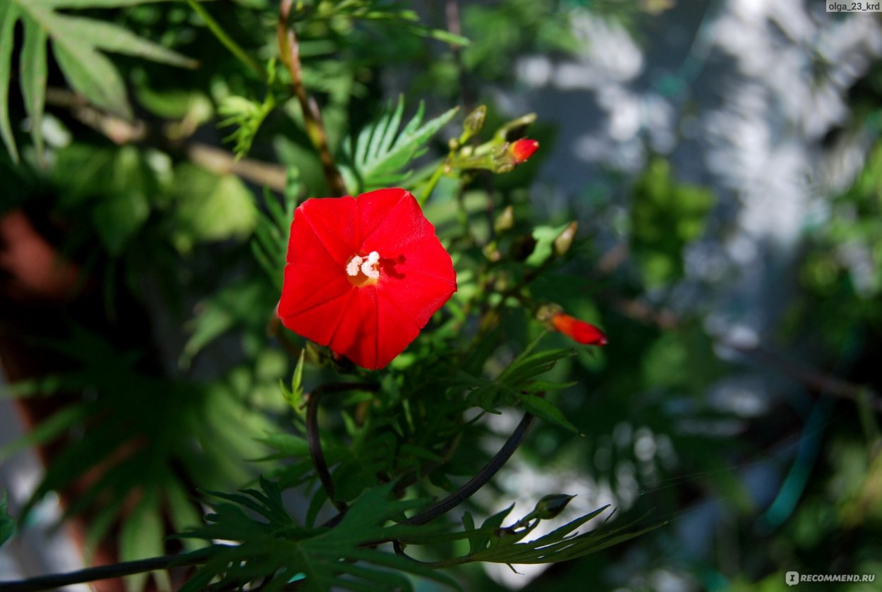 Ипомея Нил Фарбитис