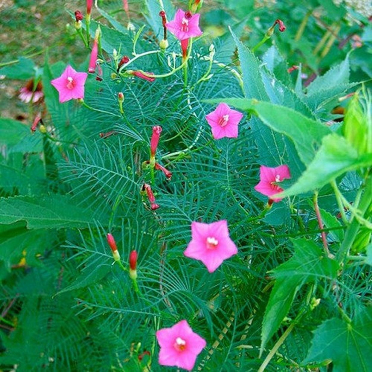 Ипомея Квамоклит красная