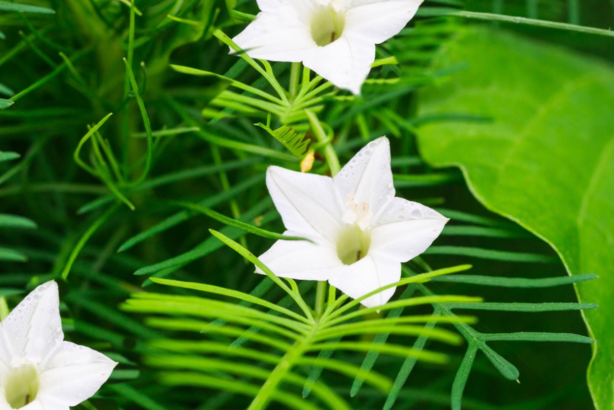 Ипомея Квамоклит белая