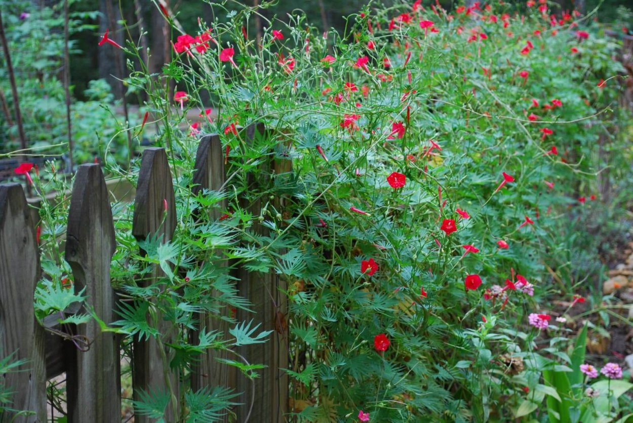 Ипомея Квамоклит перистый смесь