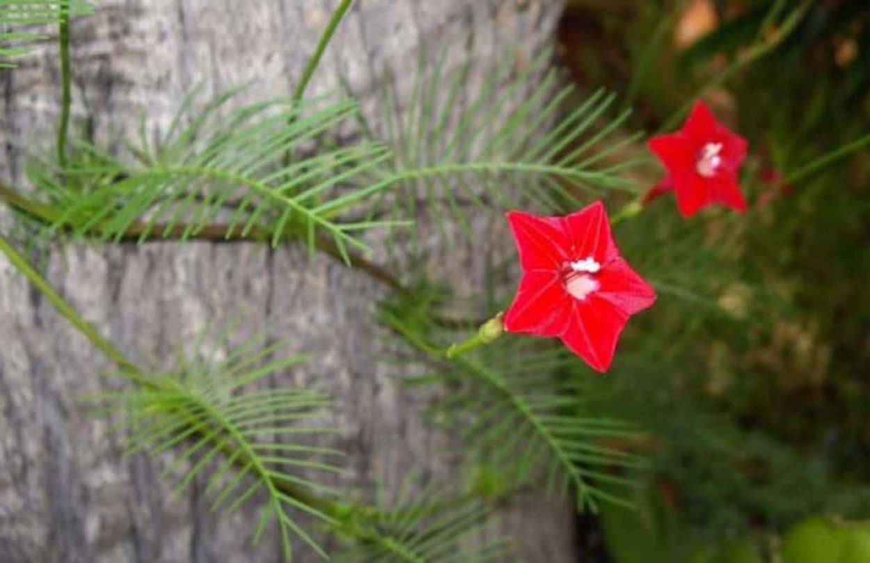 Ипомея новогодние огоньки