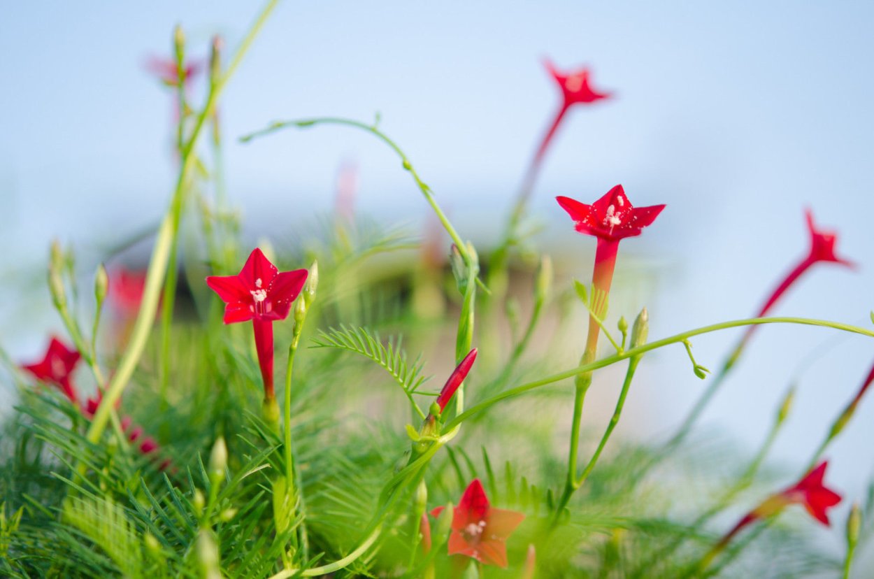Цветы Квамоклит Кардинал климбер
