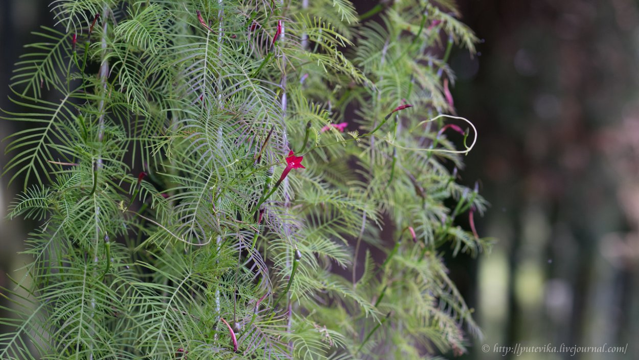 Квамоклит Кардинал фото