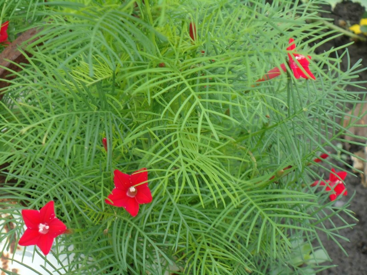 Ипомея Квамоклит перистый смесь