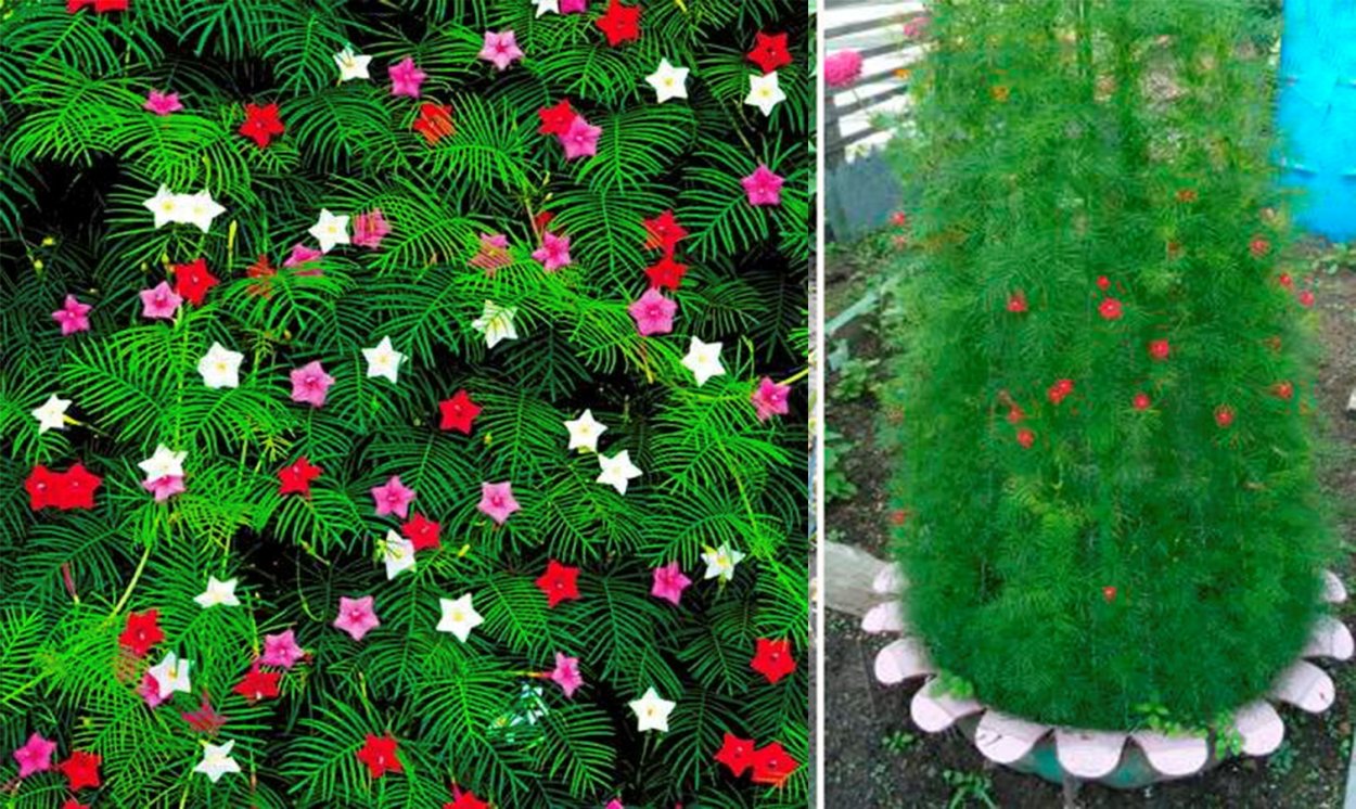 Ипомея Квамоклит Кардинал