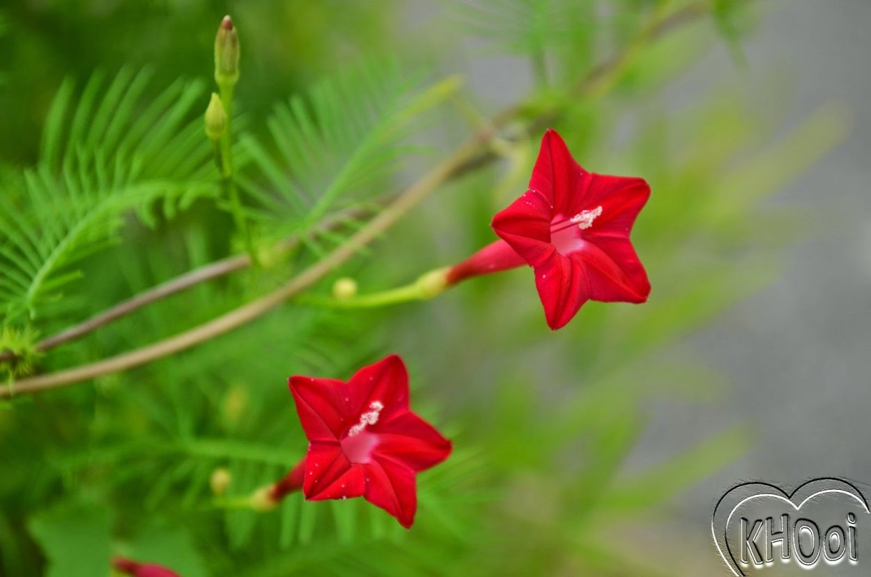 Квамоклит перистый рубиновый ковер