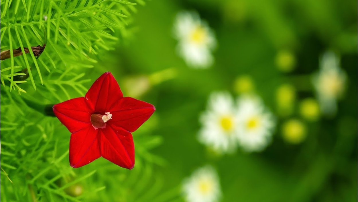 Квамоклит лопастный фото