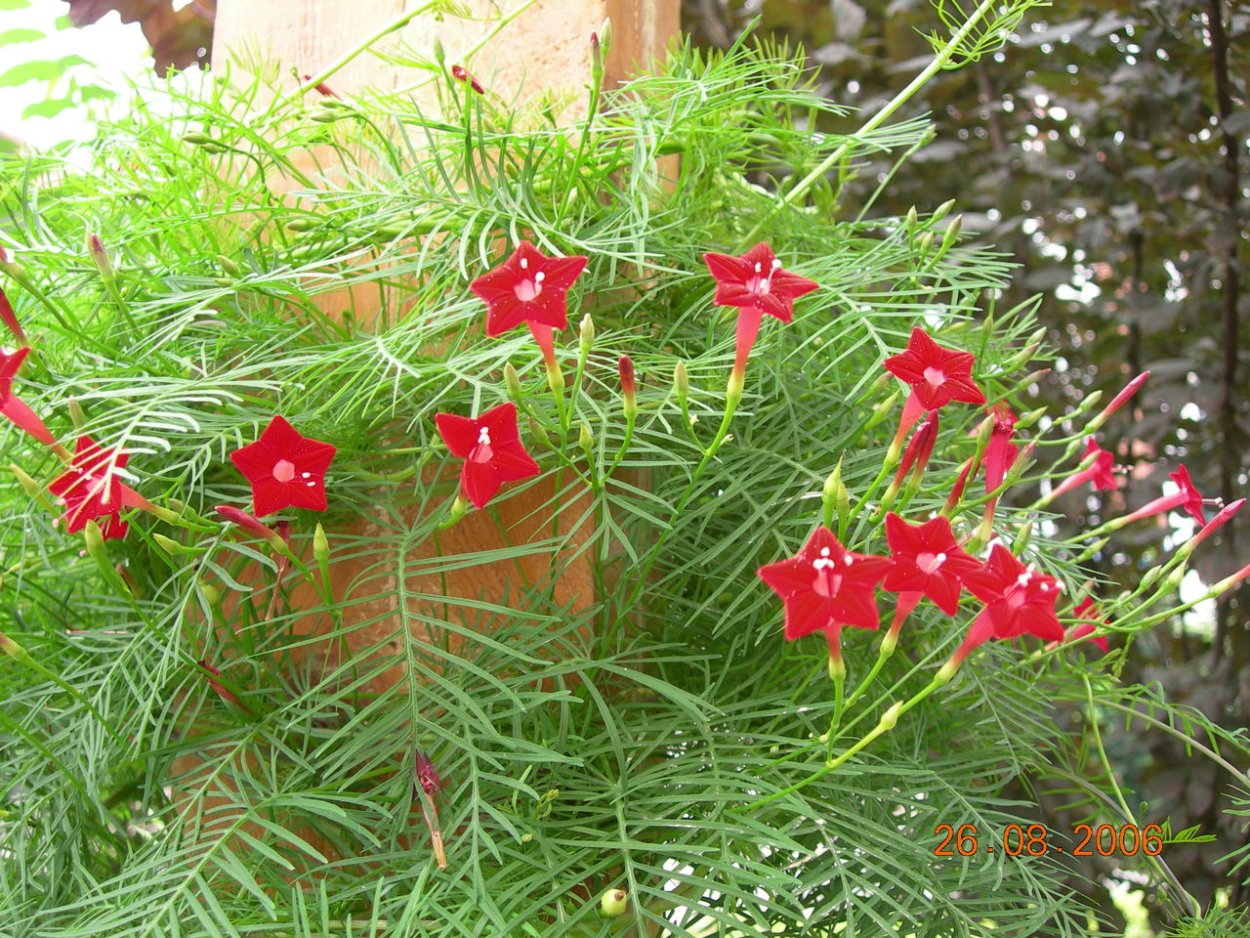 Ипомея Квамоклит перистый семена