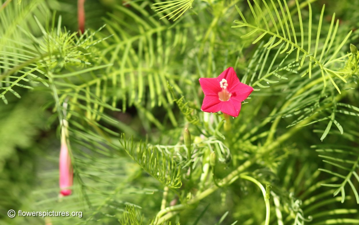Цветы Квамоклит Кардинал климбер