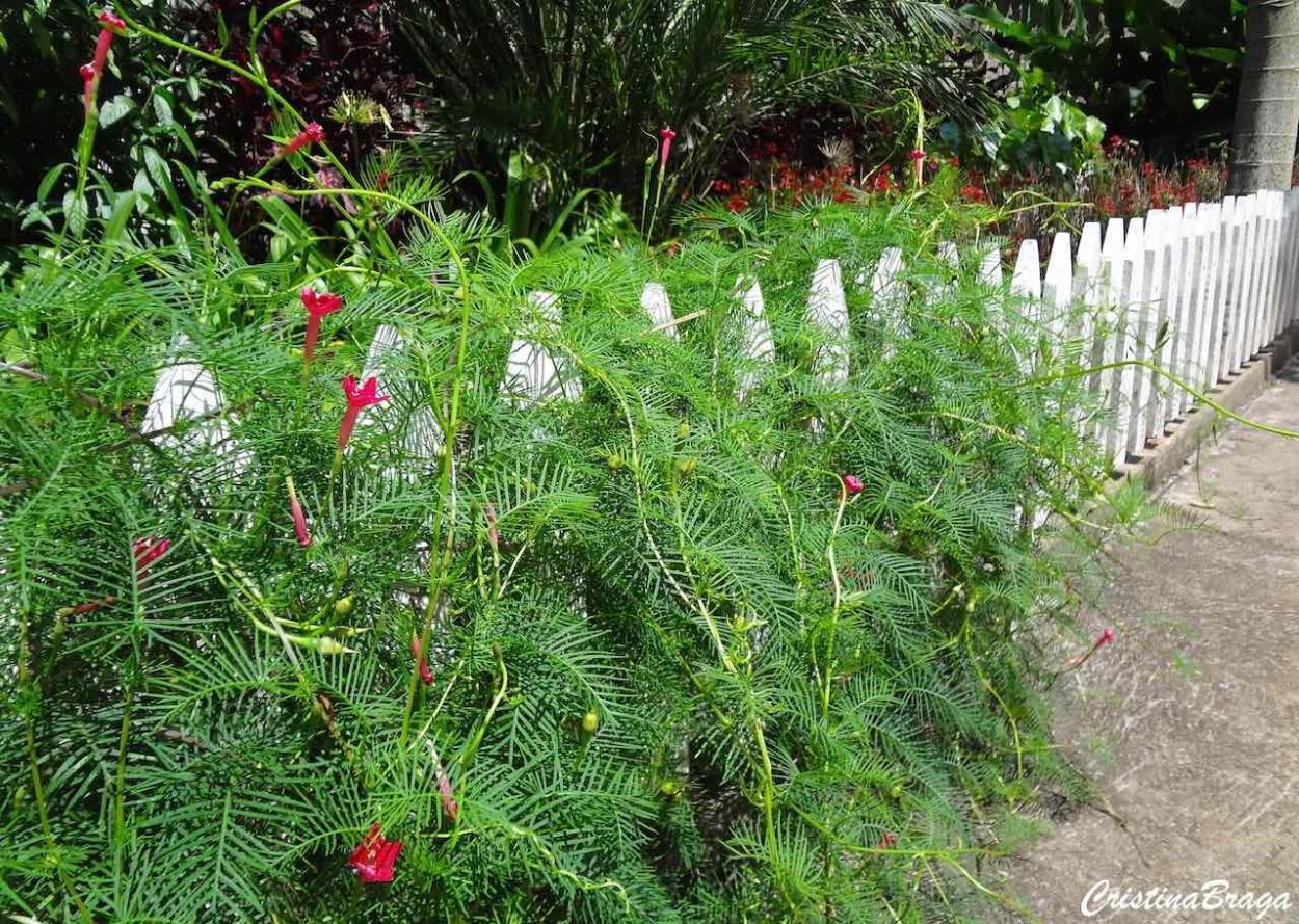 Ипомея Квамоклит перистый рисунок