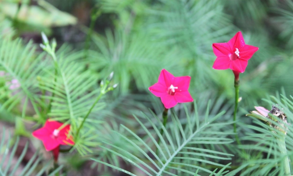 Квамоклит Кардинал