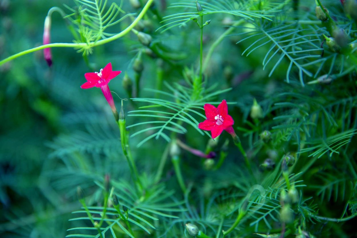 Квамоклит перистый