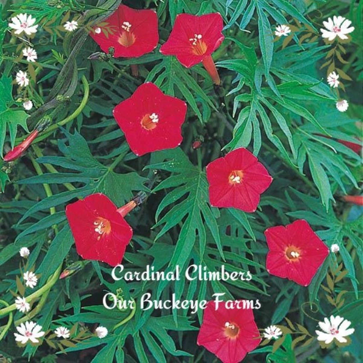 Квамоклит перистый Кипарисная Лиана