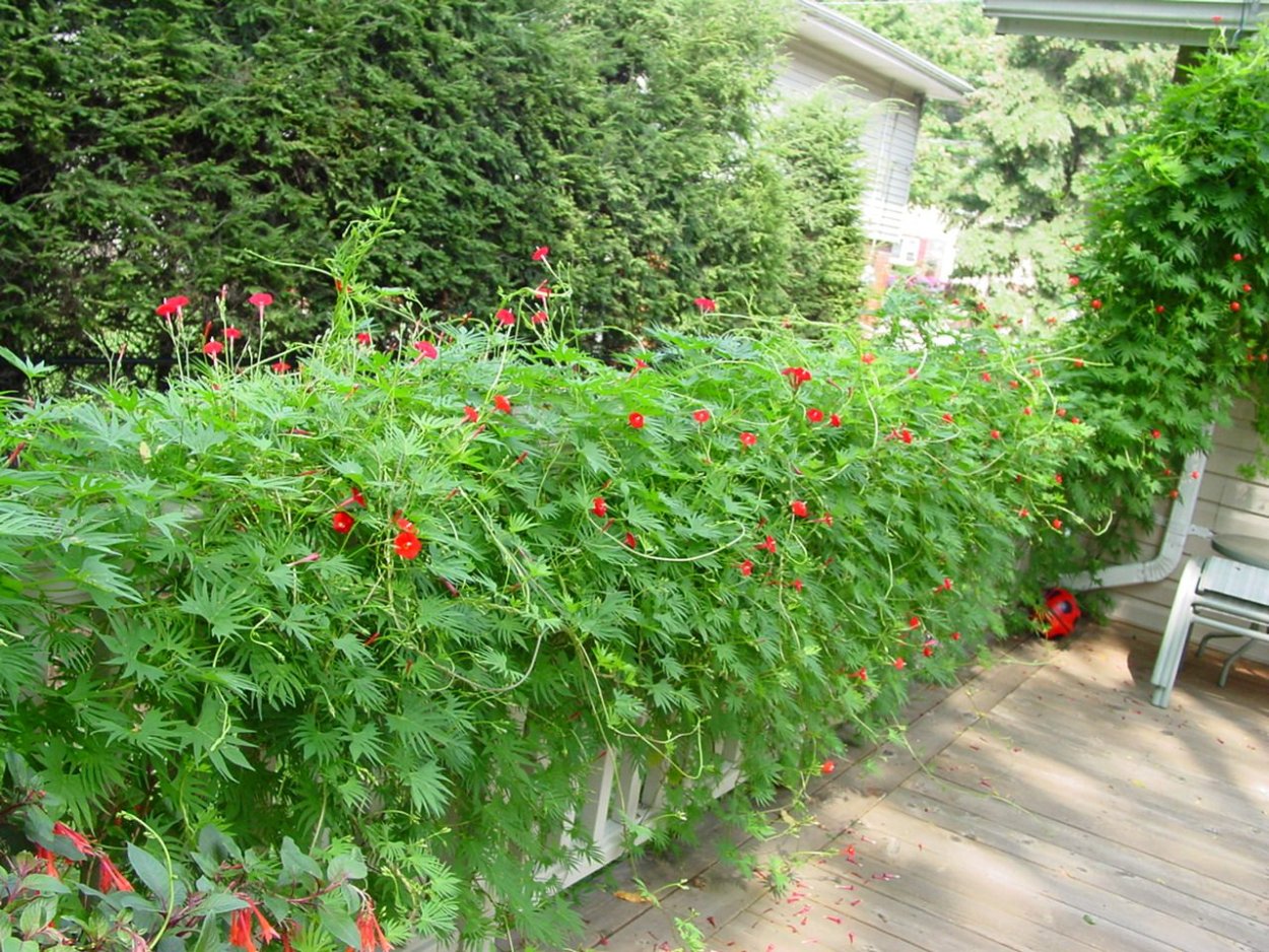 Квамоклит лопастный