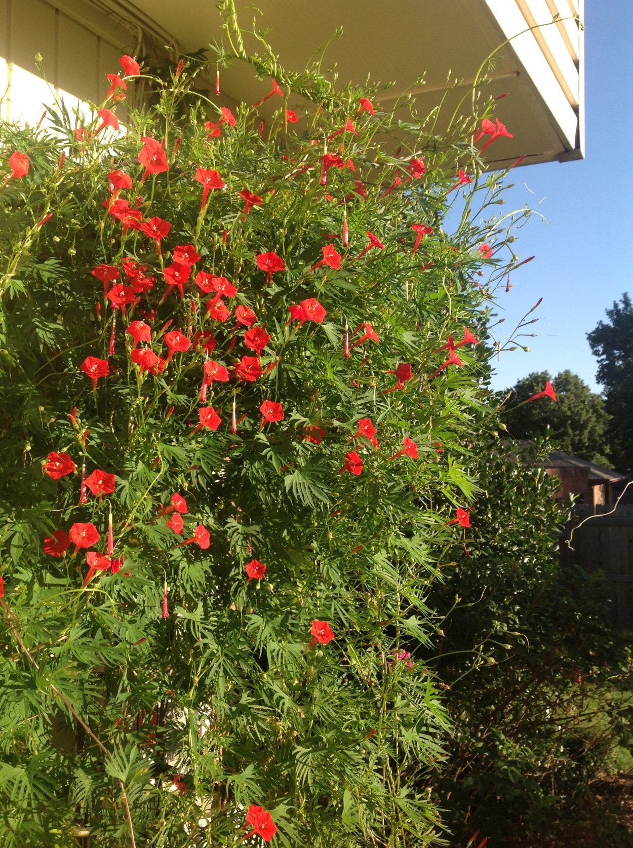 Ипомея Квамоклит лопастный