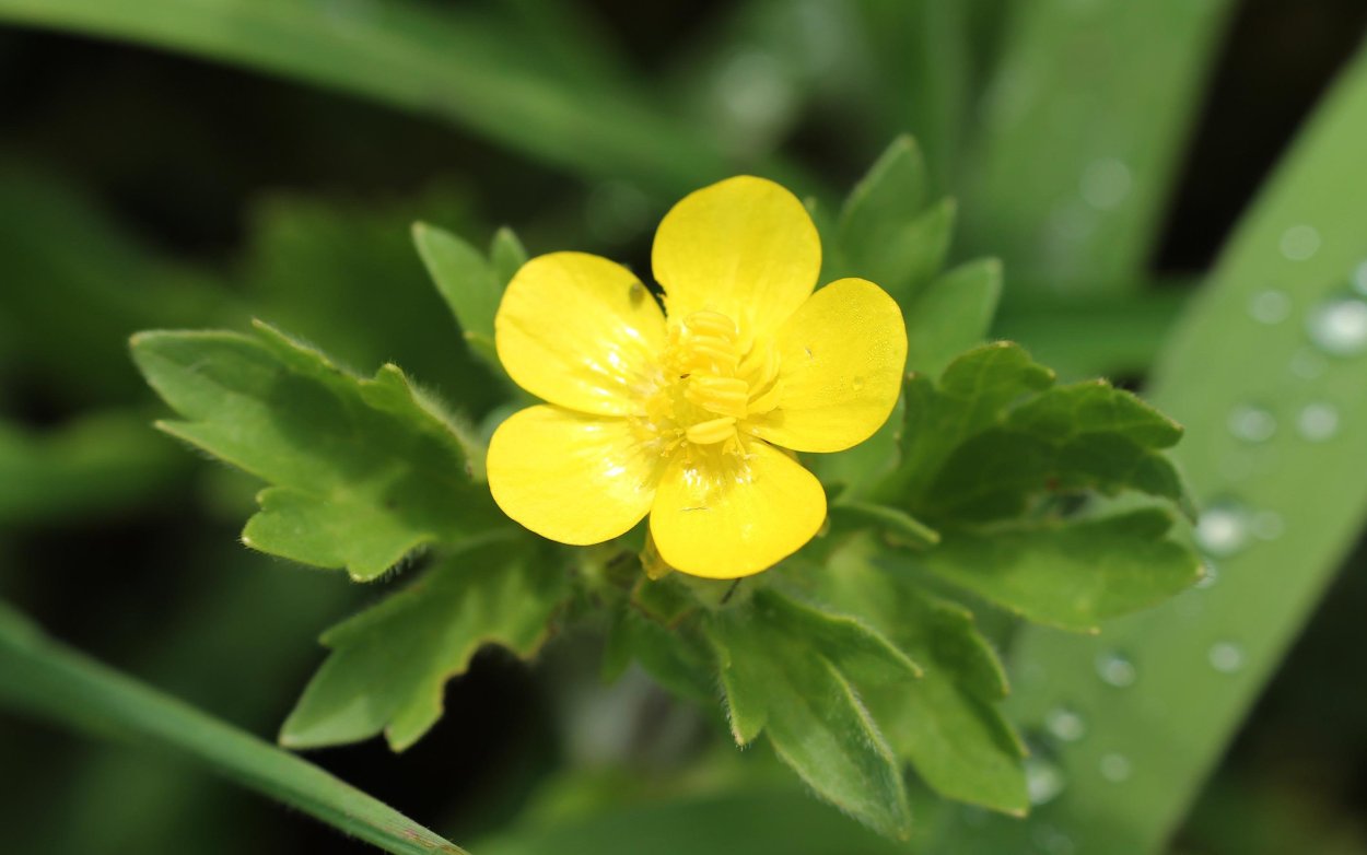 Лютик длиннолистный