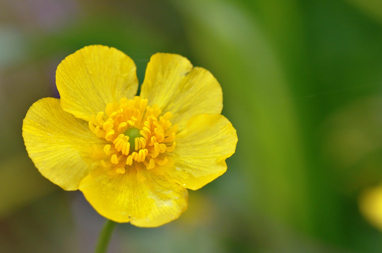 Лютик болотный желтый