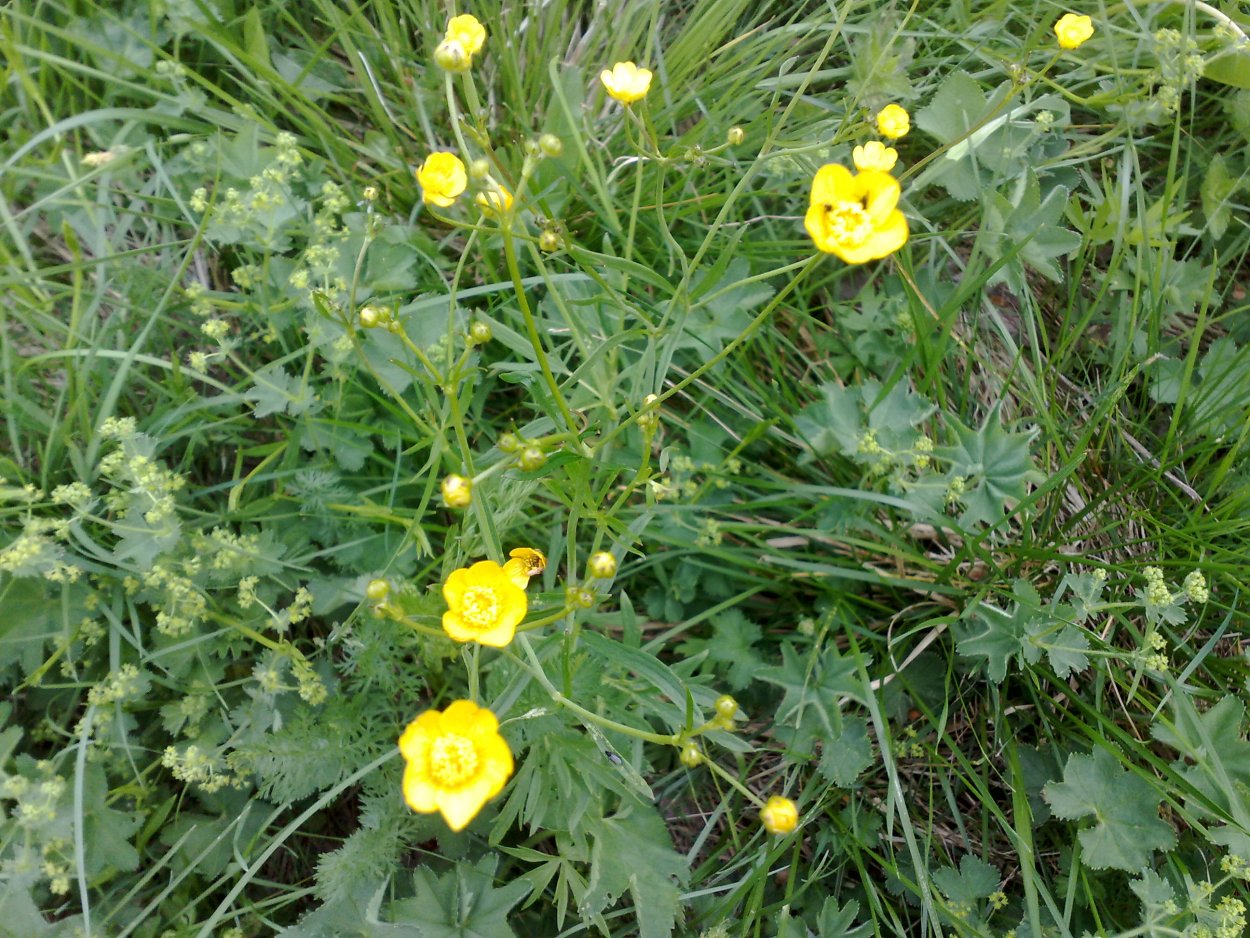 Анагаллис полевой