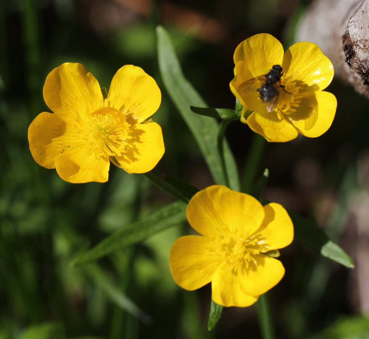 Лютик едкий – Ranunculus Acris l.