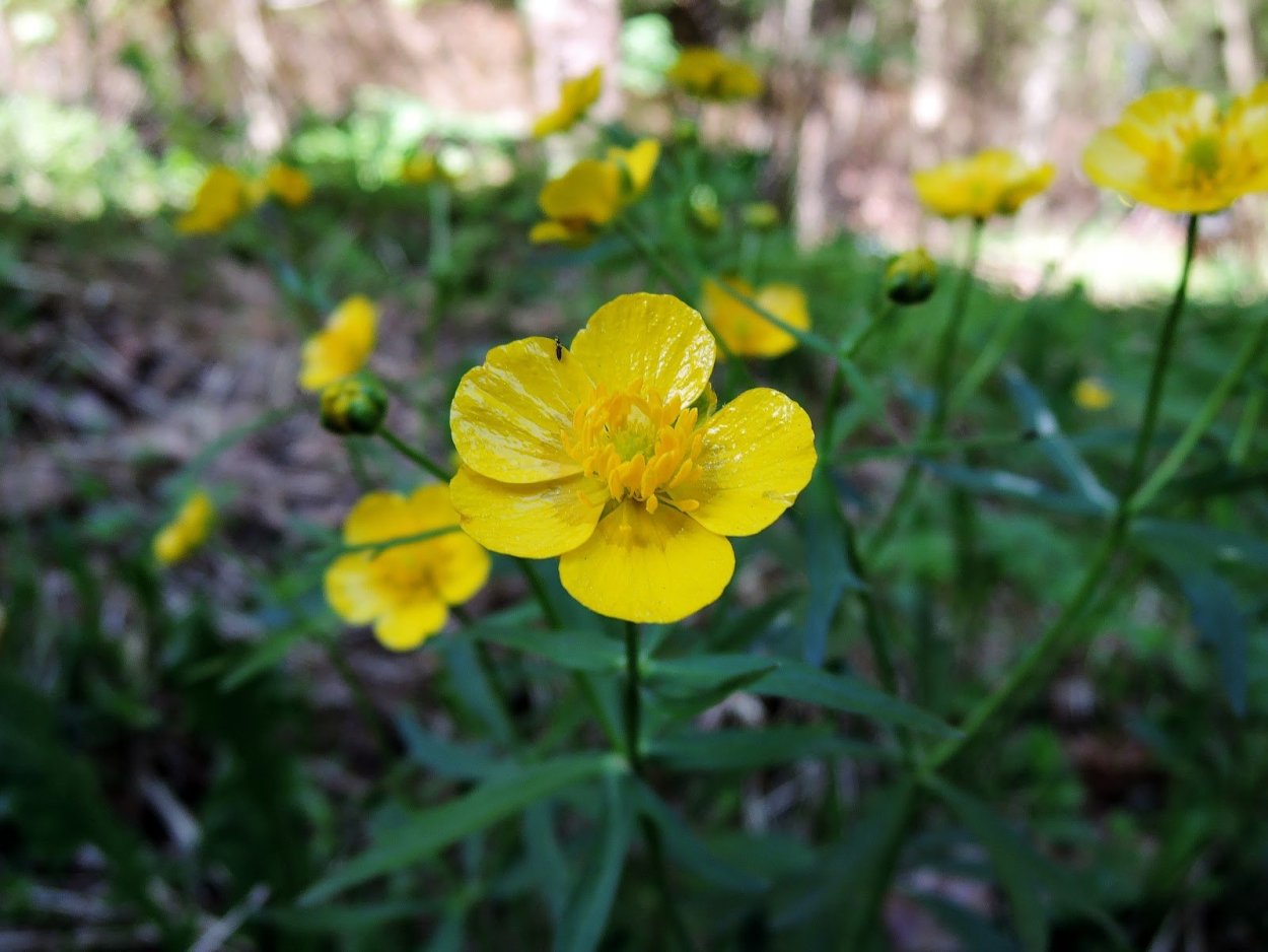 Лютик едкий куриная слепота